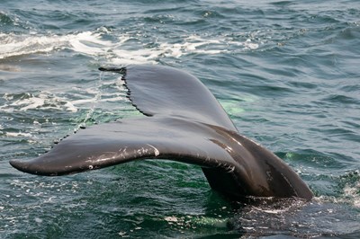 Wal in der Nordsee vor Dänemark